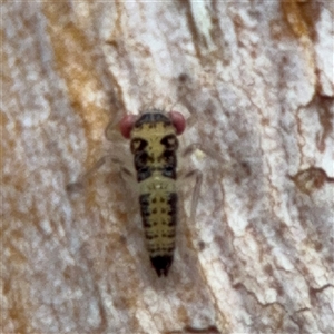 Cicadellidae (family) (Unidentified leafhopper) at Ainslie, ACT - 28 Oct 2025 by Hejor1