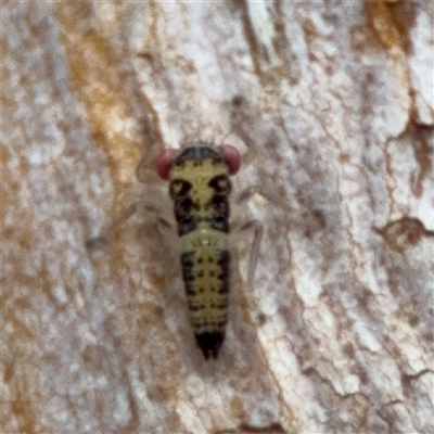 Cicadellidae (family) (Unidentified leafhopper) at Ainslie, ACT - 28 Oct 2025 by Hejor1