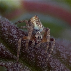 Salsa fuliginata at Ainslie, ACT - 28 Oct 2025 by Hejor1