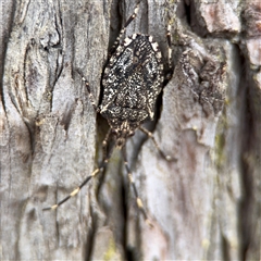 Alcaeus varicornis (Acacia shield bug) at Ainslie, ACT - 28 Oct 2025 by Hejor1