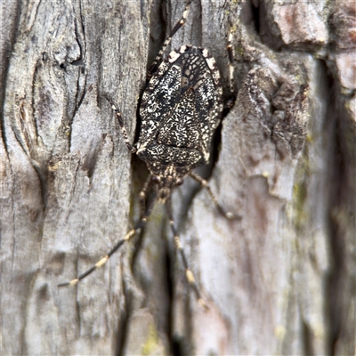 Alcaeus varicornis (Acacia shield bug) at Ainslie, ACT - 28 Oct 2025 by Hejor1