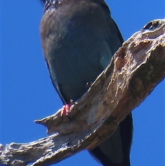 Eurystomus orientalis (Dollarbird) at Deakin, ACT - 23 Oct 2025 by RobParnell