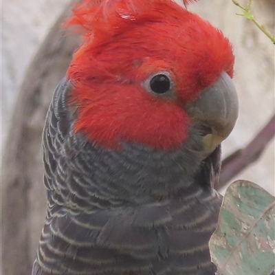 Callocephalon fimbriatum (Gang-gang Cockatoo) at Ainslie, ACT - 25 Oct 2025 by RobParnell