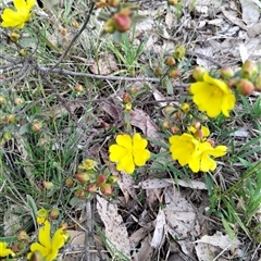 Hibbertia riparia at Tarago, NSW - 28 Oct 2025 by DrDJDavidJ