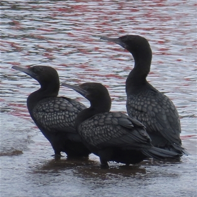 Phalacrocorax sulcirostris (Little Black Cormorant) at Yarralumla, ACT - 26 Oct 2025 by RobParnell