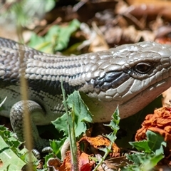 Tiliqua scincoides scincoides (Eastern Blue-tongue) at Theodore, ACT - 15 Oct 2025 by ChrisSutevski