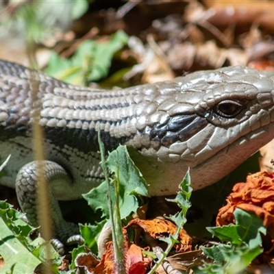 Tiliqua scincoides scincoides (Eastern Blue-tongue) at Theodore, ACT - 15 Oct 2025 by ChrisSutevski