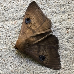 Dasypodia selenophora (Southern Old Lady Moth) at Theodore, ACT - 27 Oct 2025 by ChrisSutevski
