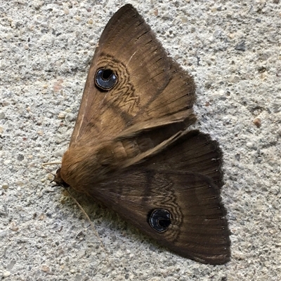 Dasypodia selenophora (Southern Old Lady Moth) at Theodore, ACT - 27 Oct 2025 by ChrisSutevski