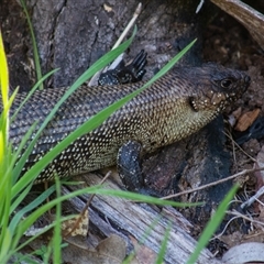 Egernia cunninghami (Cunningham's Skink) at Rendezvous Creek, ACT - 25 Oct 2025 by ChrisSutevski