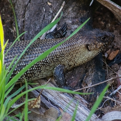 Egernia cunninghami (Cunningham's Skink) at Rendezvous Creek, ACT - 25 Oct 2025 by ChrisSutevski