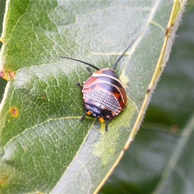 Ellipsidion humerale (Common Ellipsidion) at  - suppressed by ChrisSutevski