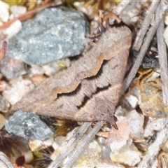 Dichromodes atrosignata (Black-signed Heath Moth ) at Kambah, ACT - 27 Oct 2025 by Harrisi