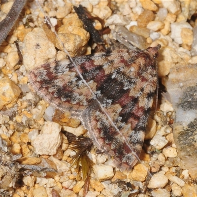 Dichromodes disputata (Scaled Heath Moth) at Kambah, ACT - 27 Oct 2025 by Harrisi
