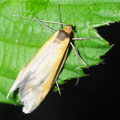 Philobota undescribed species near arabella (A concealer moth) at Duffy, ACT - 26 Oct 2025 by Harrisi