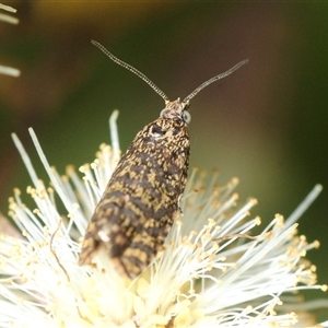 Isochorista panaeolana (A Tortricid moth) at Cotter River, ACT - 24 Oct 2025 by Harrisi
