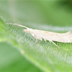 Plutella xylostella (Diamondback Moth) at Whitlam, ACT - 25 Oct 2025 by Harrisi