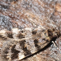 Barea zygophora (Concealer Moth) at Whitlam, ACT - 26 Oct 2025 by Harrisi