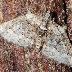 Phrissogonus laticostata (Apple Looper Moth) at Duffy, ACT - 26 Oct 2025 by Harrisi