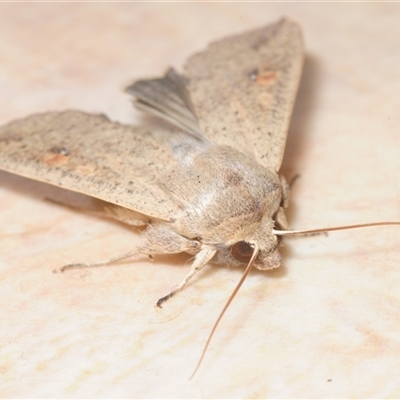 Mythimna (Pseudaletia) convecta (Common Armyworm) at Stirling, ACT - 23 Oct 2025 by Harrisi