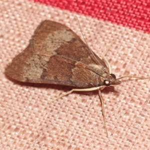 Uresiphita ornithopteralis (Tree Lucerne Moth) at Stirling, ACT - 23 Oct 2025 by Harrisi