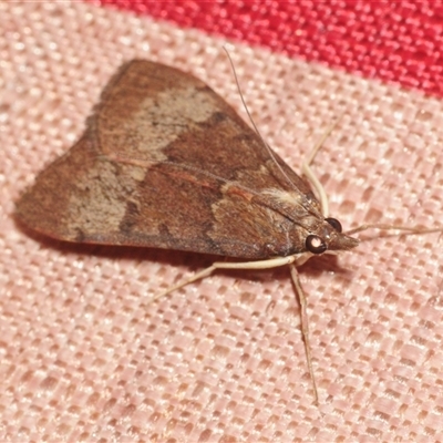 Uresiphita ornithopteralis (Tree Lucerne Moth) at Stirling, ACT - 23 Oct 2025 by Harrisi