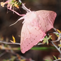 Unverified Moth (Lepidoptera) at Isaacs, ACT - 26 Oct 2025 by Harrisi
