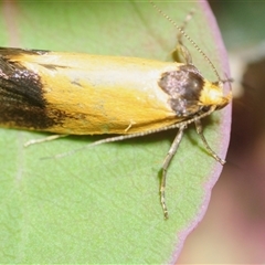 Merocroca automima (Chezala group) at Isaacs, ACT - 26 Oct 2025 by Harrisi