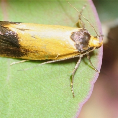 Merocroca automima (Chezala group) at Isaacs, ACT - 26 Oct 2025 by Harrisi