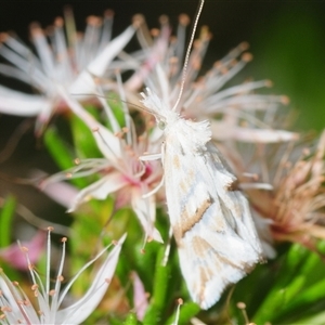 Heliocosma argyroleuca (A tortrix or leafroller moth) at Yarralumla, ACT - 25 Oct 2025 by Harrisi