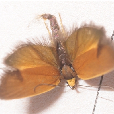 Delexocha ochrocausta (Chezala Group) at Yarralumla, ACT - 25 Oct 2025 by Harrisi