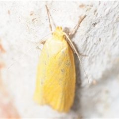 Eulechria electrodes (Yellow Eulechria Moth) at O'Connor, ACT - 26 Oct 2025 by Harrisi