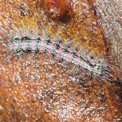 Anestia (genus) at O'Connor, ACT - 26 Oct 2025 by Harrisi