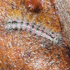 Anestia (genus) at O'Connor, ACT - 26 Oct 2025 by Harrisi