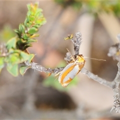 Phytotrypa propriella (A Concealer moth (Wingia group)) at O'Connor, ACT - 25 Oct 2025 by Harrisi