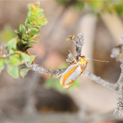 Phytotrypa propriella (A Concealer moth (Wingia group)) at O'Connor, ACT - 25 Oct 2025 by Harrisi