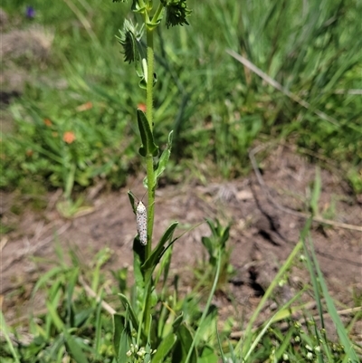 Utetheisa (genus) (A tiger moth) at Denman Prospect, ACT - 23 Oct 2025 by Cheesey