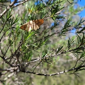 Aglaopus pyrrhata (Leaf Moth) at Denman Prospect, ACT - 23 Oct 2025 by Cheesey