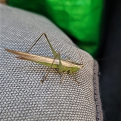 Conocephalus semivittatus (Meadow katydid) at Harrison, ACT - 22 Oct 2025 by Cheesey
