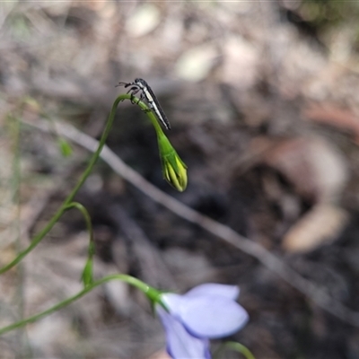 Rhinotia sp. (genus) (Unidentified Rhinotia weevil) at Denman Prospect, ACT - 23 Oct 2025 by Cheesey