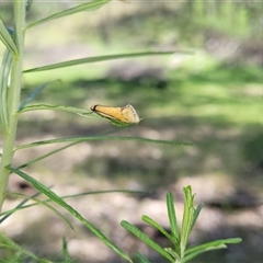 Philobota undescribed species near arabella (A concealer moth) at Denman Prospect, ACT - 23 Oct 2025 by Cheesey