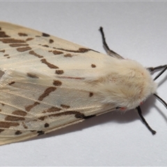 Ardices canescens (Dark-spotted Tiger Moth) at Parkes, ACT - 28 Oct 2025 by TimL