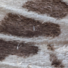 Ardices canescens (Dark-spotted Tiger Moth) at Parkes, ACT - 28 Oct 2025 by TimL