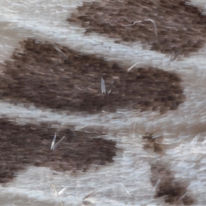 Ardices canescens (Dark-spotted Tiger Moth) at Parkes, ACT - 28 Oct 2025 by TimL