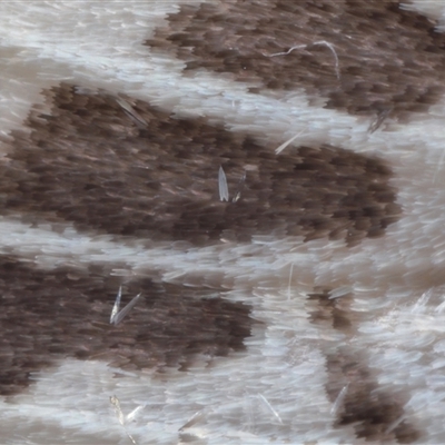 Ardices canescens (Dark-spotted Tiger Moth) at Parkes, ACT - 28 Oct 2025 by TimL