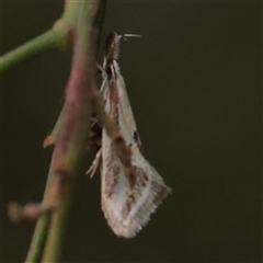 Thema macroscia (A Concealer moth (Chezala group) at O'Connor, ACT - 28 Oct 2025 by ConBoekel