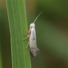 Tinea monophthalma (A fungus moth) at O'Connor, ACT - 28 Oct 2025 by ConBoekel