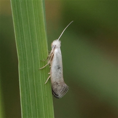 Tinea monophthalma (A fungus moth) at O'Connor, ACT - 28 Oct 2025 by ConBoekel