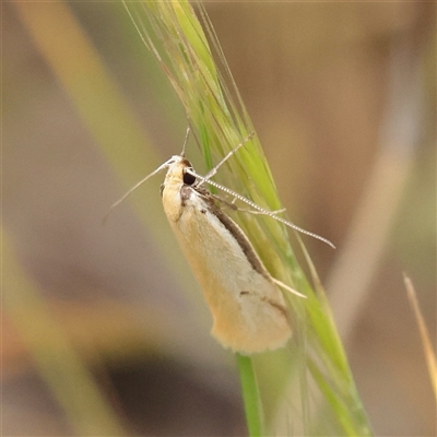 Philobota latifissella (A Concealer moth (Philobota group) at O'Connor, ACT - 28 Oct 2025 by ConBoekel