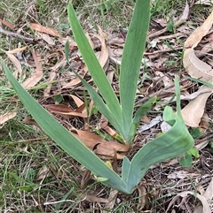 Iris germanica at Hackett, ACT - 28 Oct 2025 by waltraud